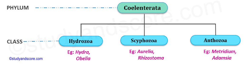 classification of phylum cnidaria, coelenterata, hydrozoa, scyphozoa, anthozoa, hydra, obelia, aurelia, rhizostoma, metridium, adamsia